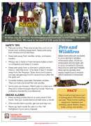 pet safety